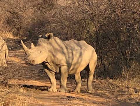 Marataba, South Africa Safari Adventure - Rhino