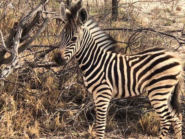 Marataba, South Africa Safari Adventure