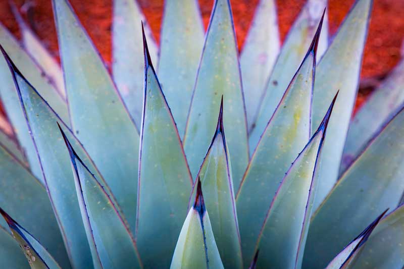 Black Tip Agave by Aeon Jones