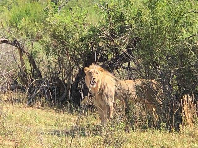 Marataba, South Africa Safari Adventure - Young Male Lion