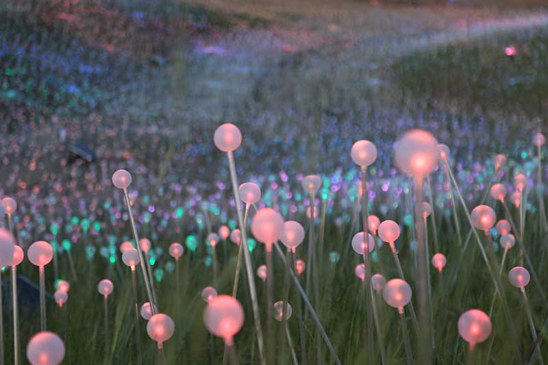 Field of Light at Sensorio (c) 2019 Bruce Munro. Photo by Serena Munro.