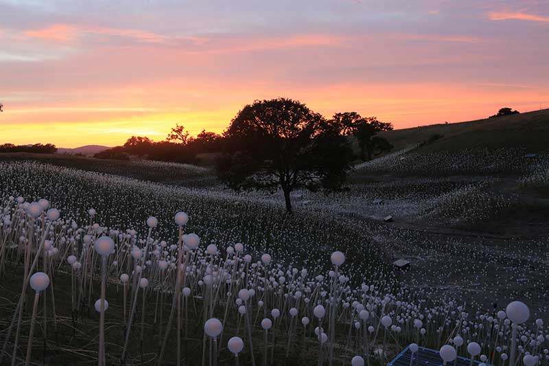 Field of Light at Sensorio (c) 2019 Bruce Munro. Photo by Serena Munro.