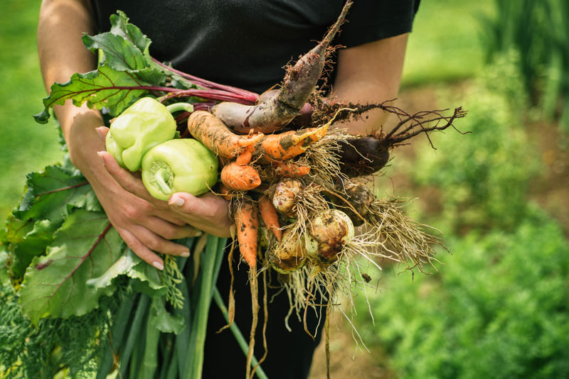 Autumn Harvest