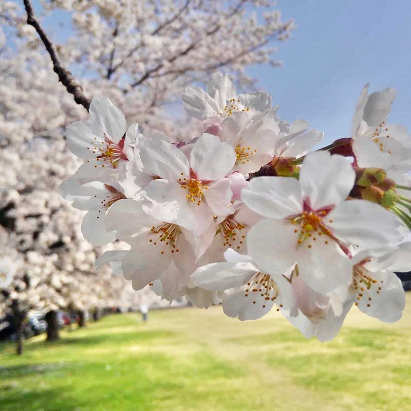 Sakura Photograph by Jeremias “Byron” A. Tacuban from Gunma-Ken, Japan.