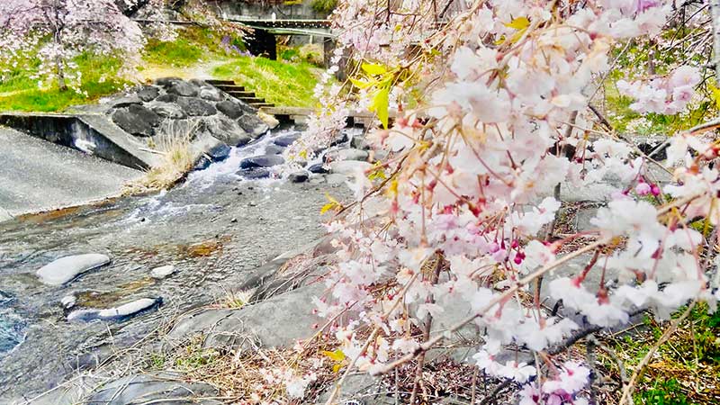 Photograph of river lined with cherry blossoms in Gunma-Ken, Japan by Jeremias “Byron” A. Tacuban.