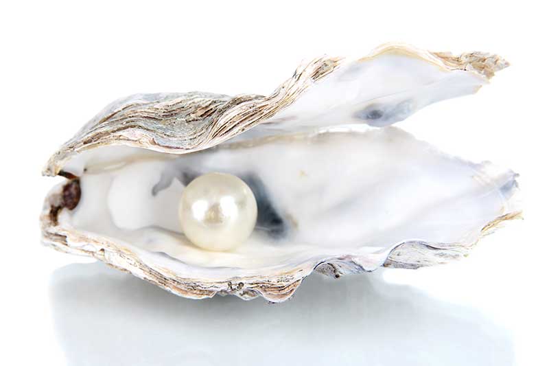 Open oyster with pearl