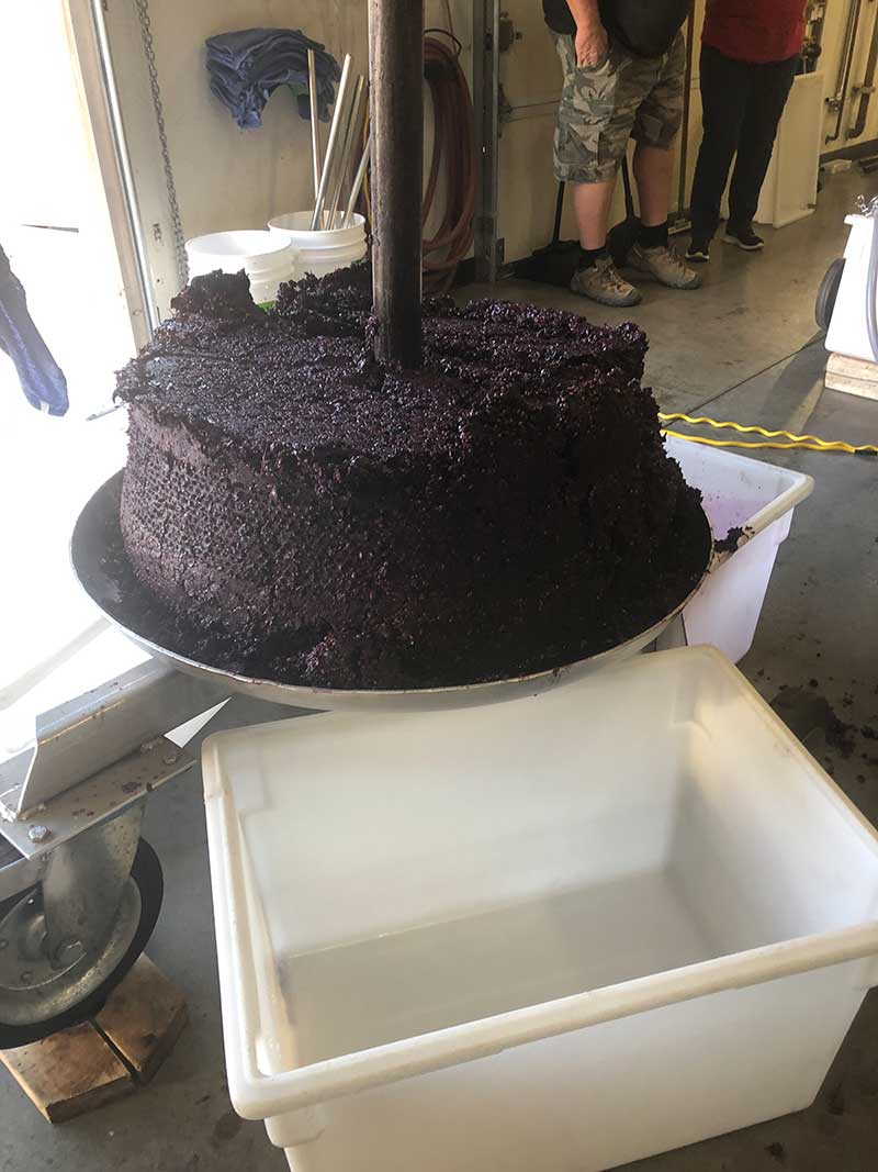 Cake left after crushing the grapes.