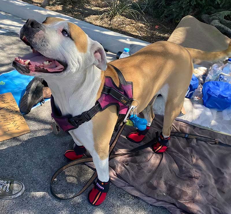 It gets hots on the pavement in Southern Nevada and Street Dogz gives dogs shoes.