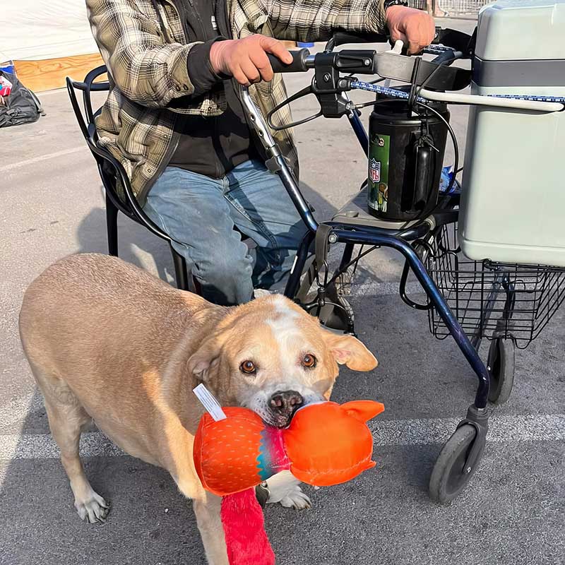 This dog has found a favorite toy through Street Dogz.