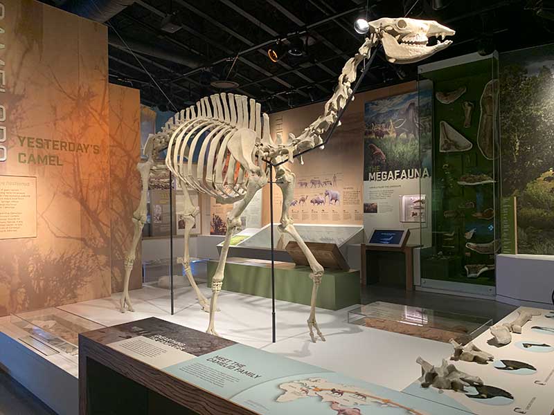 One-third of all the large mammal fossils found at Ice Age Fossils State Park came from the now-extinct Camelops. Photo by Heather Turk