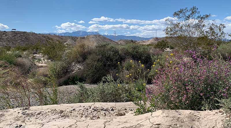 Even though the springs have dried up, the Las Vegas Wash Trail is still home to colorful flora. Photo by Heather Turk