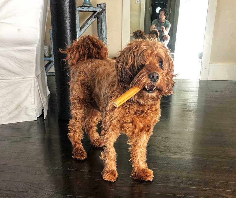 Photo of Jason Gould's dog Eli courtesy of Jason Gould