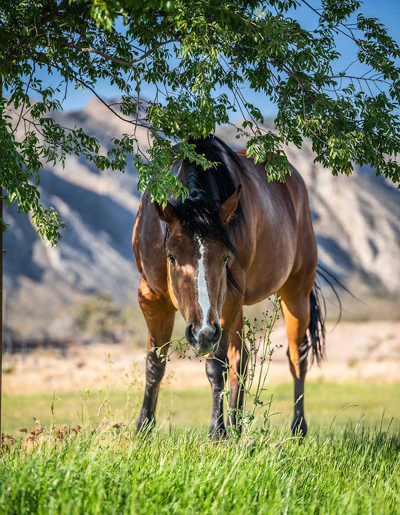 Annie at the HAV Horse Rescue. Photo by Sōlus1 Photography Group