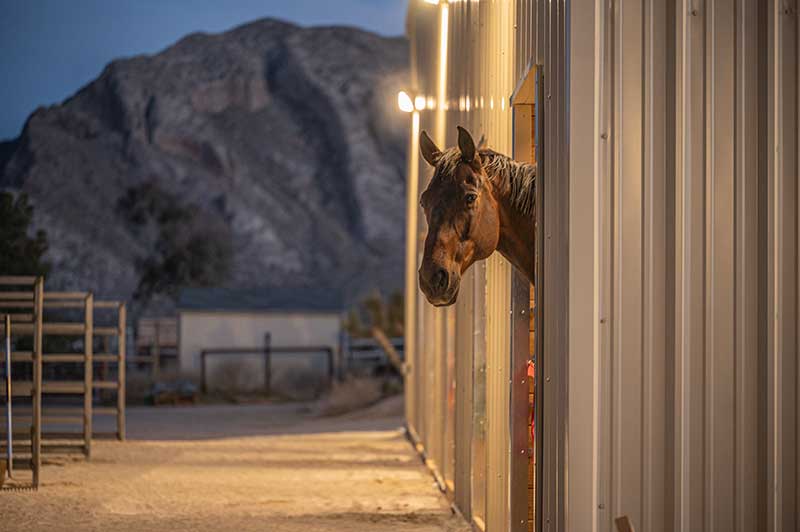 A resident of the HAV Horse Rescue barn in North Las Vegas