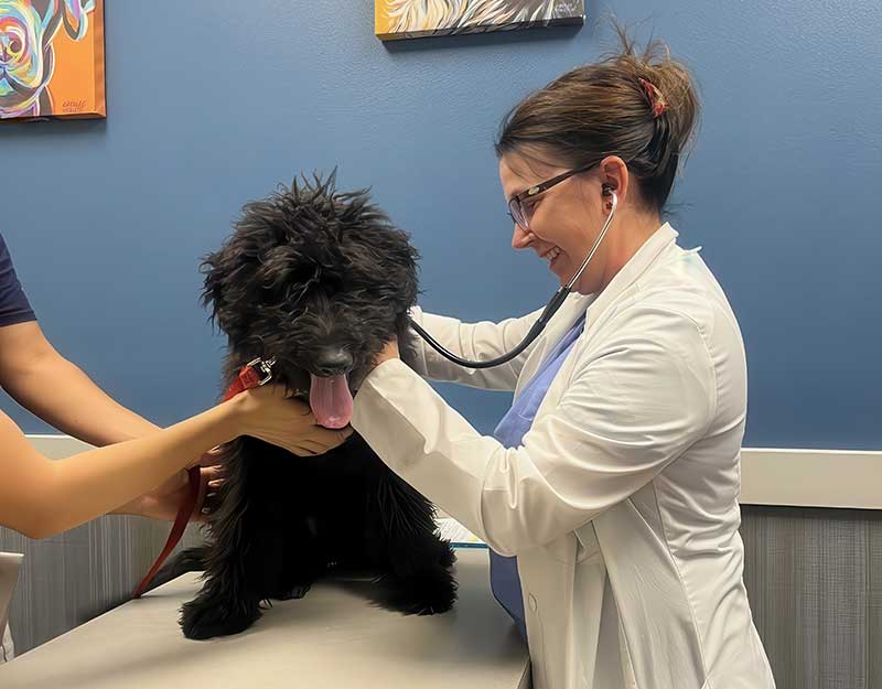 Dr. Karen Stasiak is at work, in tune with her patients and their companions