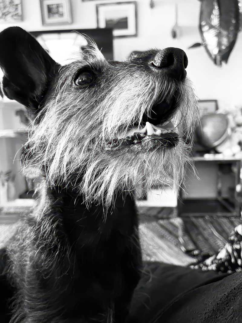 Trouble lived up to his name and was the Sean Connery of mutts